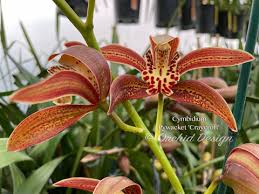 Image result for Cycnium recurvum