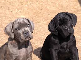 We are world class breeders of the cane corso italian mastiff. Pin On Misc Animals