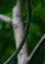 Image result for Macaranga capensis