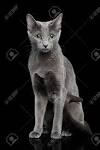 Russian Blue Kittens for Sale - Adoptapet