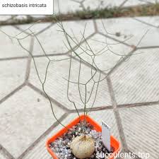 Image result for Schizobasis intricata