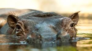 Berlin motels berlin hostels berlin campgrounds berlin luxury hotels berlin casinos berlin beach hotels berlin business popular neighborhoods. Zoo Berlin Streit Um Gesichtserkennung Fur Jahreskartenbesitzer Heise Online