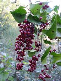 Image result for Smilax
