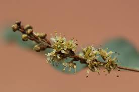 Image result for Combretum imberbe