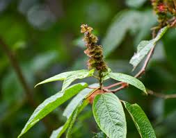 Image result for Acalypha welwitschiana