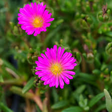 Image result for Delosperma spp.