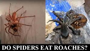 Cellar spiders are commonly found in. Do Spiders Eat Roaches These Species Surely Do