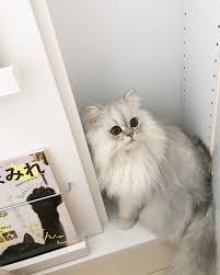 931 likes 7 comments はなちゃん ฅ ơwơ ฅ hanachan official on instagram 新しい本棚組み立て中 はなちゃん うちの猫写真 はなちゃん 映画ねこあつめの家 本棚 本 組み立て 大変 疲れ 美しい猫 ペルシャ猫 動物 かわいい