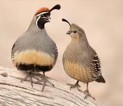 Gambel S Quail Pair Bird Funny Birds Beautiful Birds