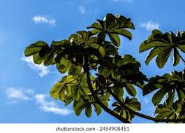 Image result for Salicornia pachystachya