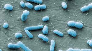 Do you ever crave raw cookie dough? Microbiology From A To Z Explained Micropia Micropia