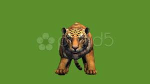 Tiger Jumped To Attack Prey Wildlife Animals Habitat Stock Footage Attack Prey Tiger Jumped Animal Habitats Wildlife Animals Prey