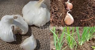 Kamu bisa mengembangkan bawang putih di rumah dengan berbagai cara dan media tanam. Tanam Bawang Putih Pilih Jenis Softneck Letak Menegak Sebelum Kambus Mingguan Wanita