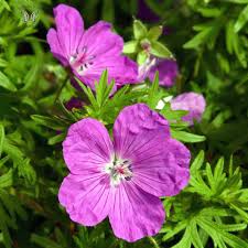The blooms come in different shades of pink, purple, and even blue. Vision Violet Perennial Geranium Seeds Perennial Flower Seeds