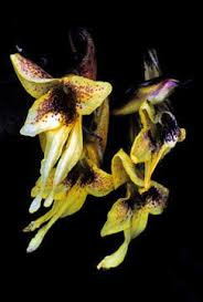 Image result for Impatiens psychadelphoides