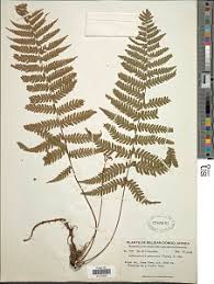 Image result for Arthropteris charletiana