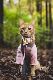 Explore Georgia with Pine and Shroom