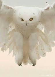 Harold Just Stop You Can T Look Evil You Re All White Opticsowl Opticsowl Com White Owl Animals Animals Beautiful Pet Birds
