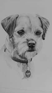 Pet Portraits — Freelance Sports Photographer