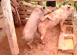 Najnowsze top tygodnia top miesiąca najpopularniejsze najwyżej oceniane najdłuższe najkrótsze. Pig Videos Anal Zoofilia Most Popular Page 1