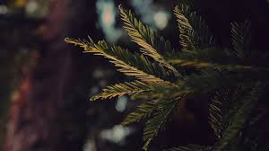 Maybe you would like to learn more about one of these? Mk44 Tree Winter Dark Bokeh Life Mountain Nature Wallpaper