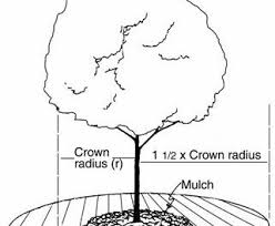 Safeguarding sensitive trees that have been growing naturally in a wooded area with a more narrow form, or juvenile trees,. Protecting Trees During Construction Home Garden Information Center