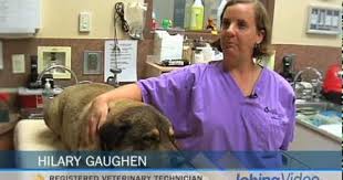 San Diego Humane Society Spca Jobs In San Diego Inside Jobs Com Humane Society Animal Shelter Animal Lover