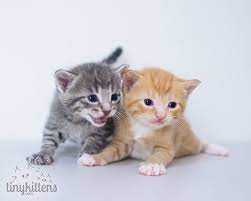 Newborn Kitten Hiccups Newborn Kittens