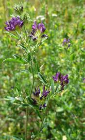 Image result for Medicago sativa