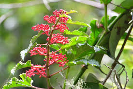 Image result for Cissus cucumerifolia