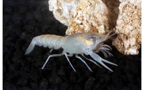 Image result for Cadaba glaberrima