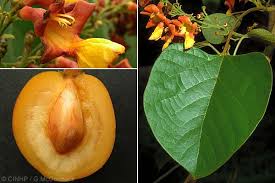 Image result for Gmelina