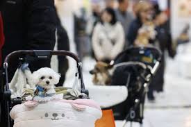Eight in Ten Koreans Favor Allowing More Pets on Public Transportation | Be Korea-savvy