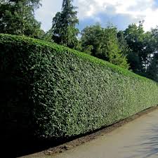 Hecken Richtig Schneiden Hecke Buchenhecke Schneiden Buchenhecke