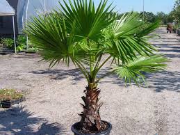 Image result for Washingtonia