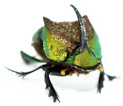 I recently received a batch of jewel beetles from enrico. I Love Rainbow Scarabs And They Love Poop Featured Creature