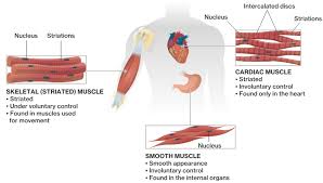 Learn vocabulary, terms and more with flashcards, games and other 4.9 (continued) muscle tissues. Function Of The Muscular System Course Hero