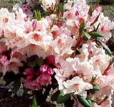 Rhododendron Virginia Richards Rhododendron Rhododendron Landscape Planting Shrubs