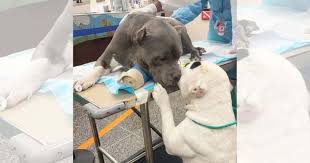 We did not find results for: Two Adorable Pups Comfort Each Other After Owner Dies In Tragic Hiking Accident