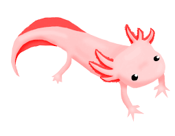 To finish the axolotl's face, draw two very tiny nostrils, and a long line for the mouth beneath them. Axolotl By Petpet21 7 On Deviantart