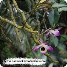 Dendrobium Nobile Herbal Extract Badmonkeybotanicals Com
