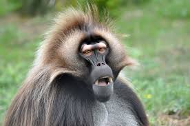 Female Gelada Baboon Baboon Primates Animals