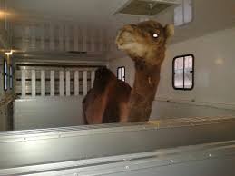 This is our simple colombia immigration guide, containing all the info you need to get started. Camel Transport A Great Improvement For Animal Welfare Achieved In The Canary Islands Abogacia Espanola