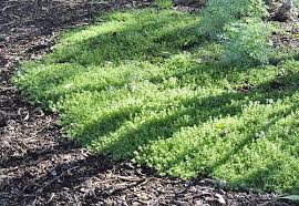 Check out our ground cover plant selection for the very best in unique or custom, handmade pieces from our craft supplies & tools shops. Ground Cover Thymes Choosing Preparing The Site Planting Tips
