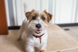 Now this is something that we see very commonly and especially this time year kids are going. Why Does My Dog Cry At Night Rehome By Adopt A Pet Com