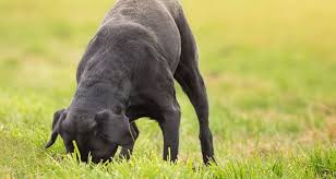 Bromethalin The Invisible Killer Lying In Wait For Your Dog Cesar S Way