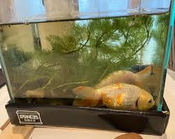 金魚 フナ に なる