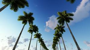 See more ideas about miami palm, miami, beach place. The Road Between Palm Trees Stock Footage Video 100 Royalty Free 15459727 Shutterstock