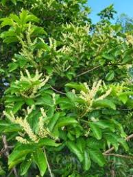 Image result for Allophylus africanus