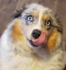 Kicks And Giggles Mini Aussies Quailty Breeder Of Miniature And Small Australian Shepherd Puppies
